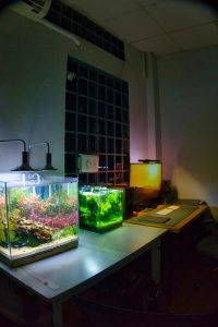 nano acuarios para principiantes